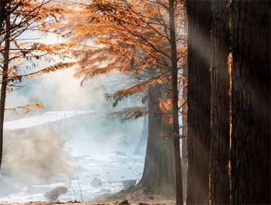 Portfolio Image